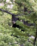 Cub in Tree by Larry Gambon